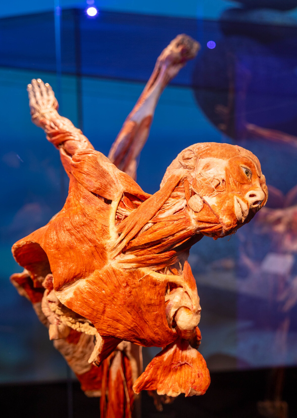 výstava Body Worlds, Centrum Nivy, plastináty