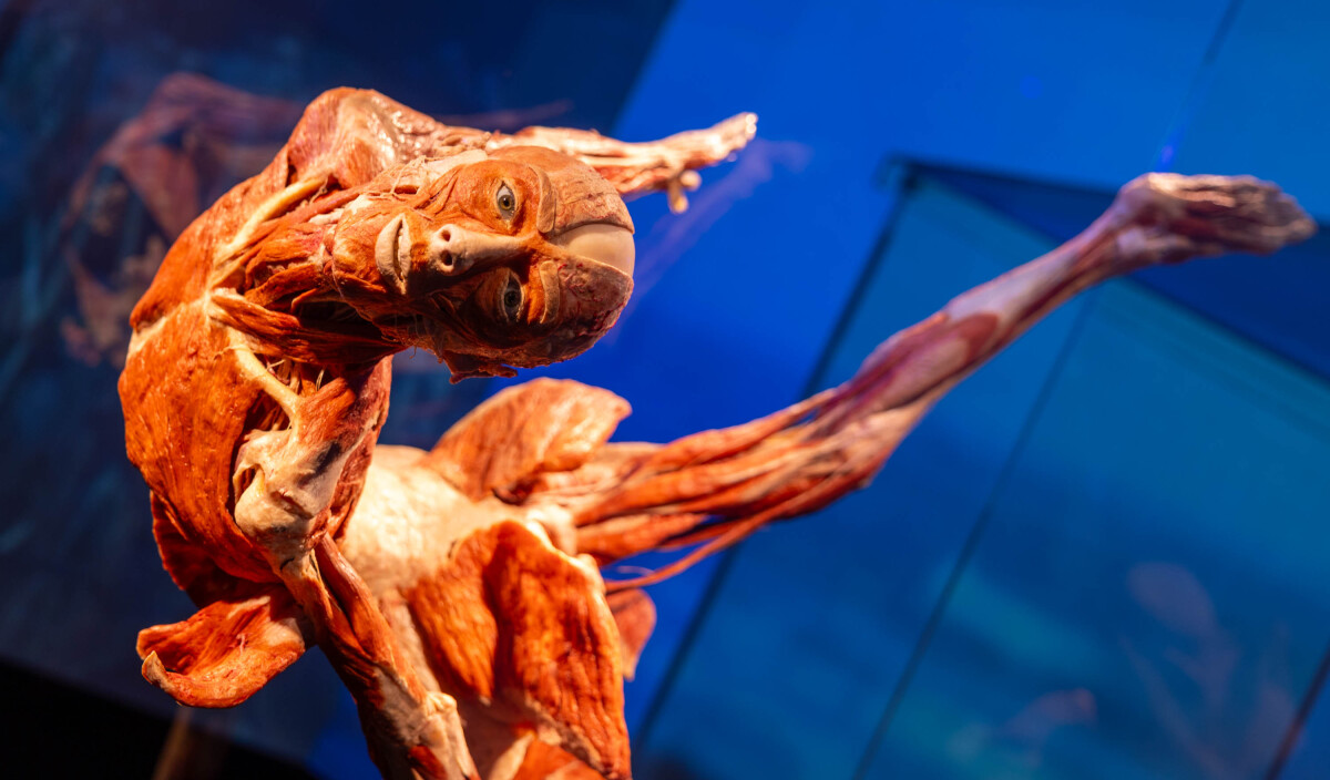 výstava Body Worlds, plastinácia