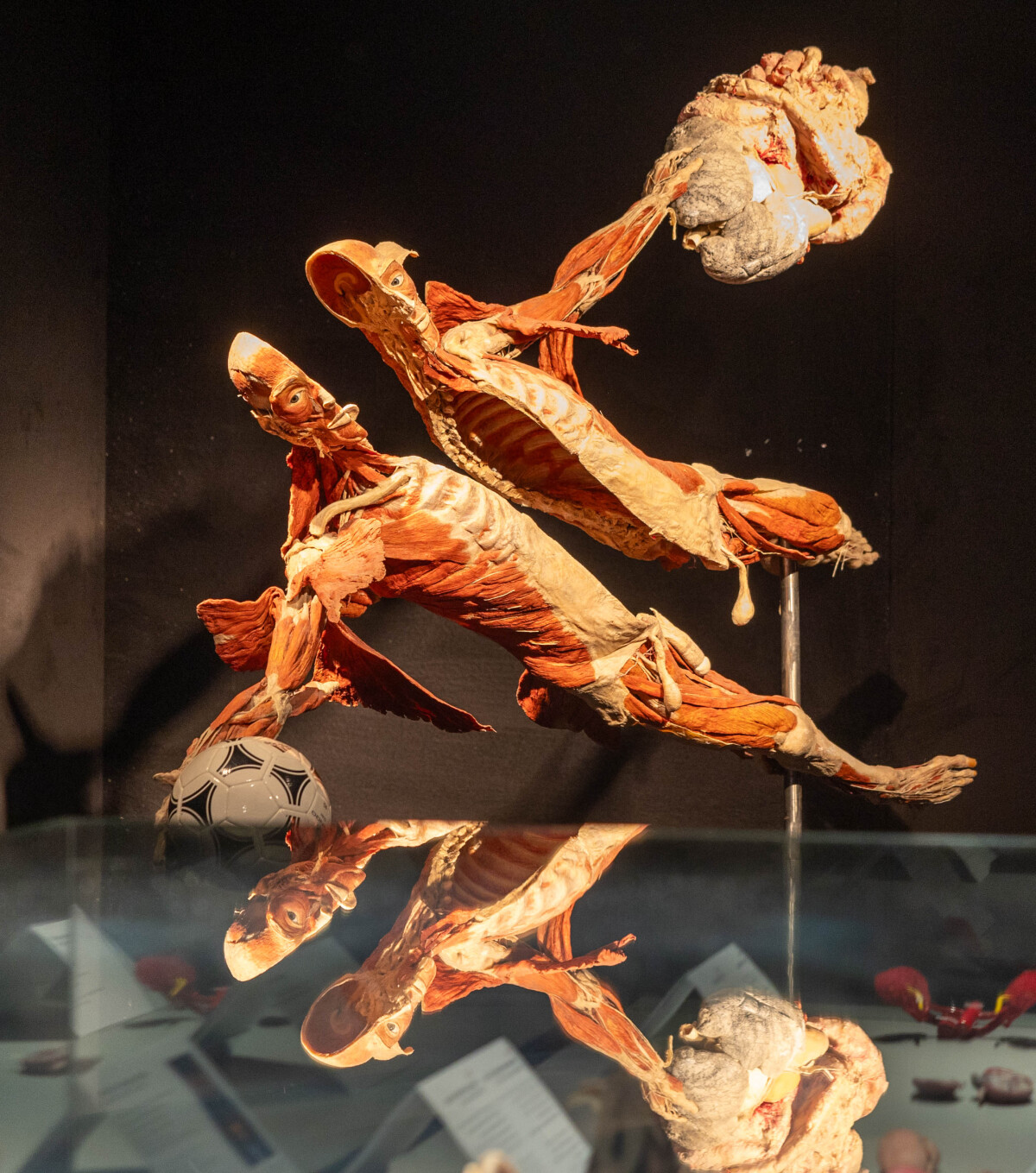 výstava Body Worlds, plastinácia