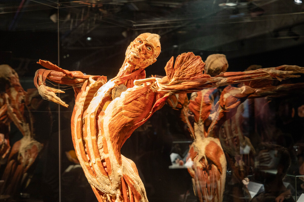 výstava Body Worlds, plastinácia