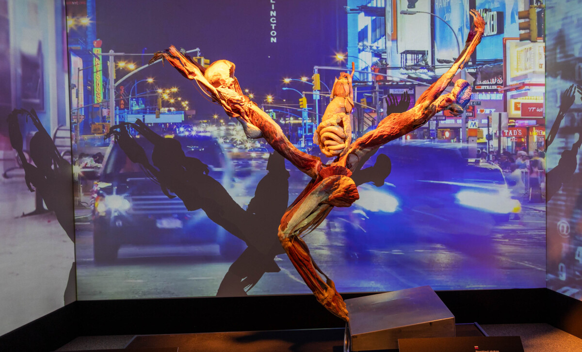 výstava Body Worlds, plastinácia