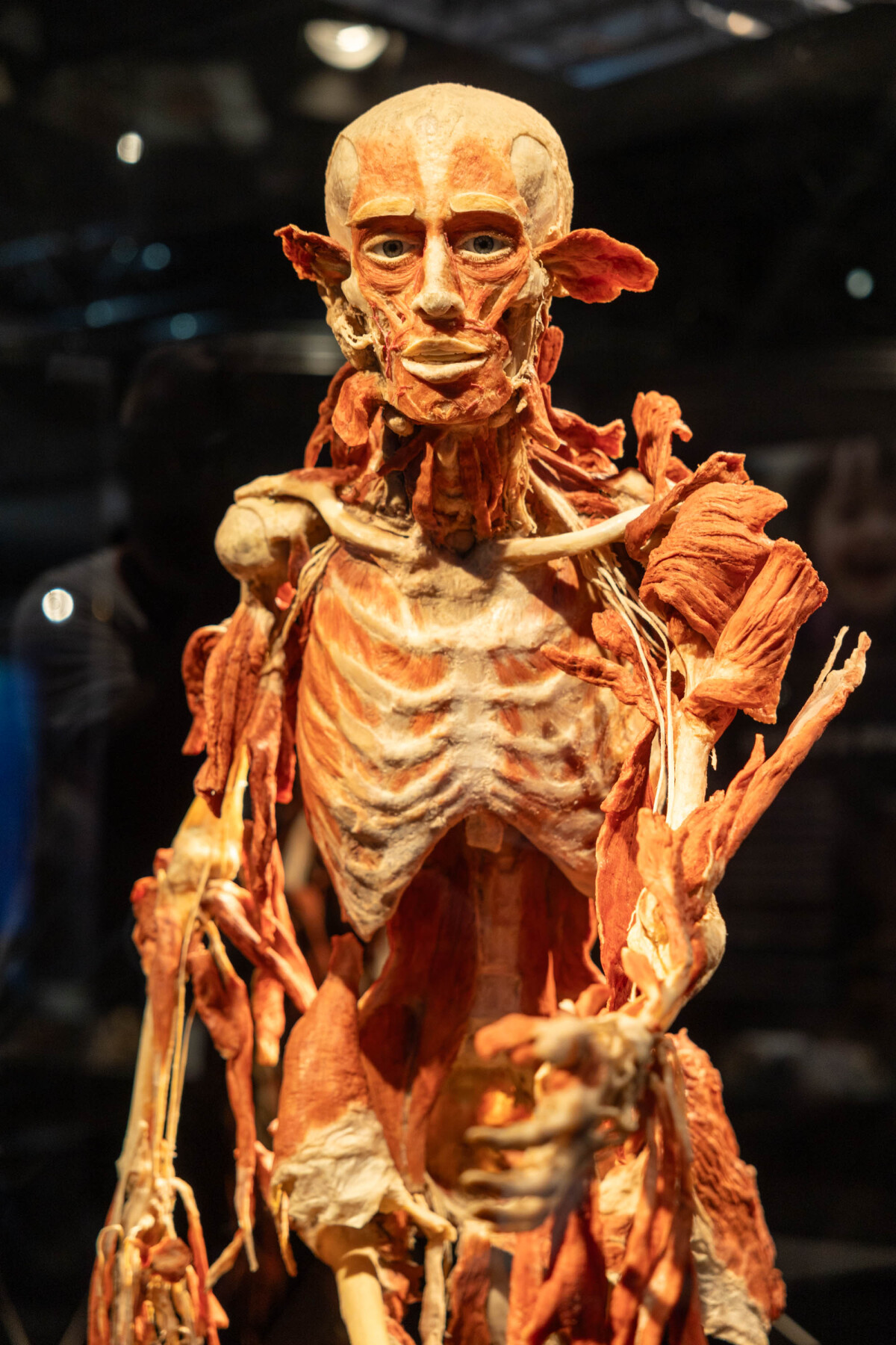 výstava Body Worlds, plastinácia