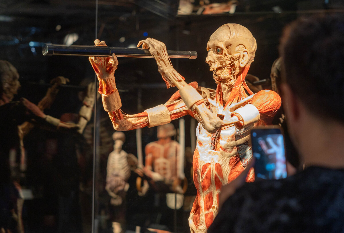 výstava Body Worlds, plastinácia