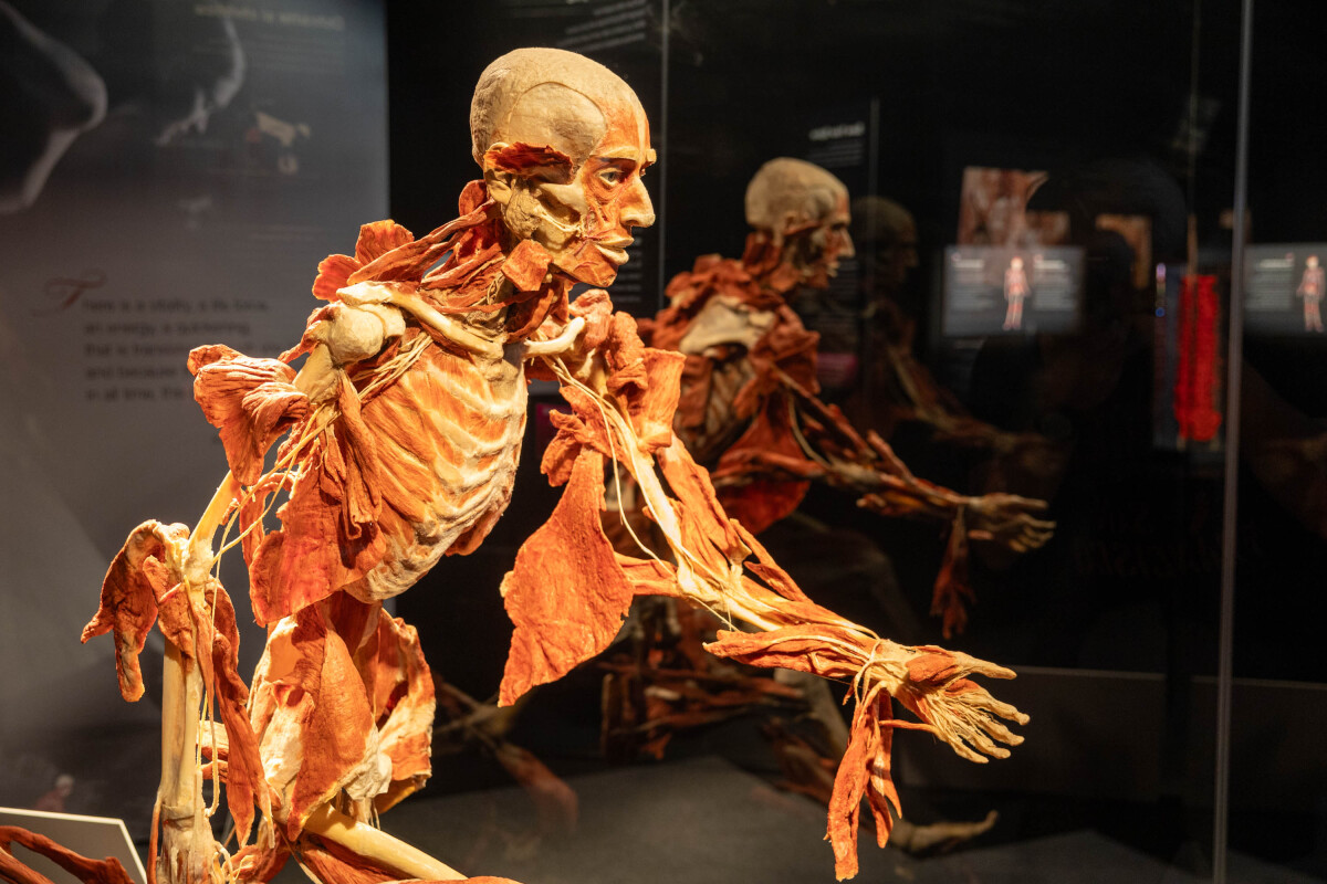 výstava Body Worlds, plastinácia