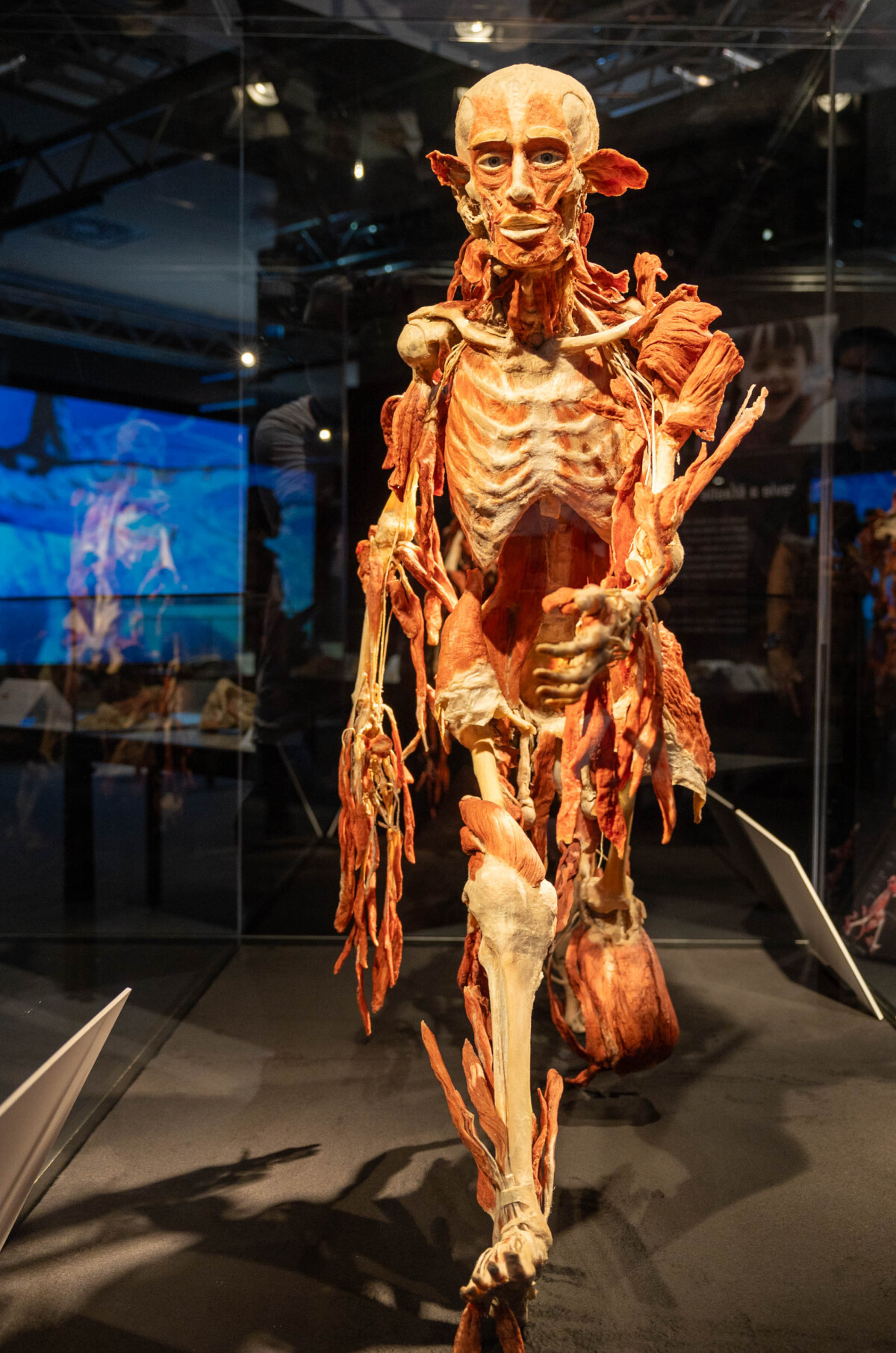 výstava Body Worlds, plastinácia
