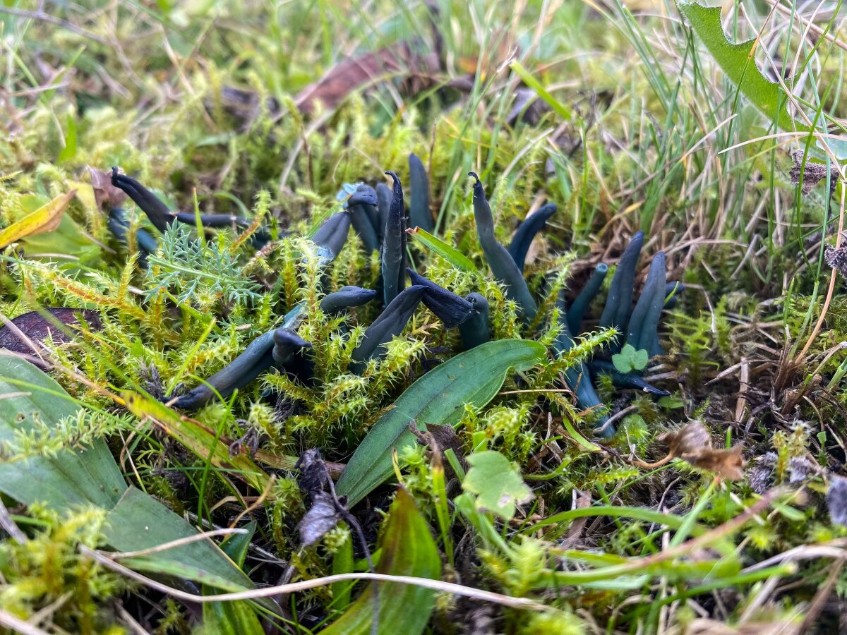 Drobnojazýček - Microglossum atropurpureum.