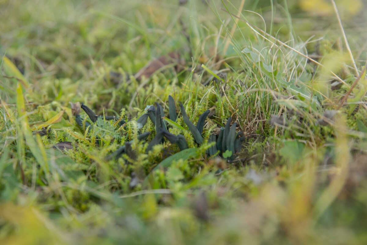 Drobnojazýček zelený - Microglossum pratense.