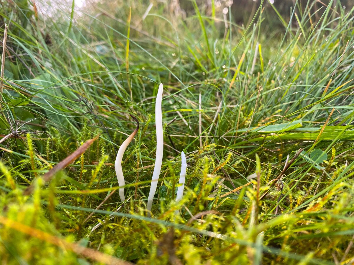 Kyjačik lámavý - Clavaria fragilis.