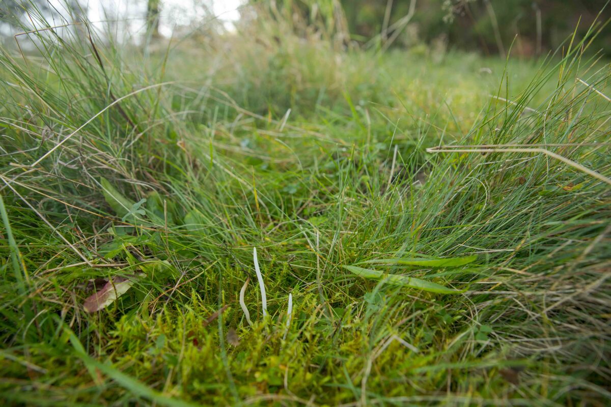 Kyjačik lámavý - Clavaria fragilis.