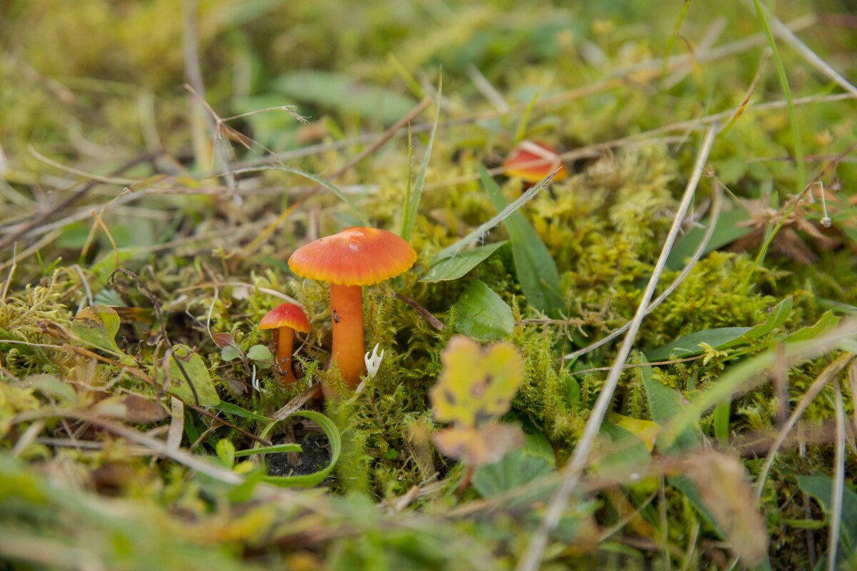 Lúčnica Reidova - Hygrocybe reidii.
