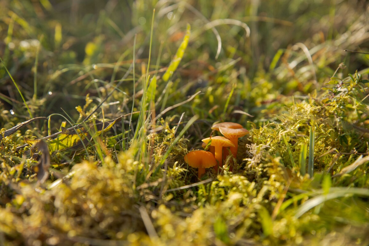 Lúčnica Reidova - Hygrocybe reidii.