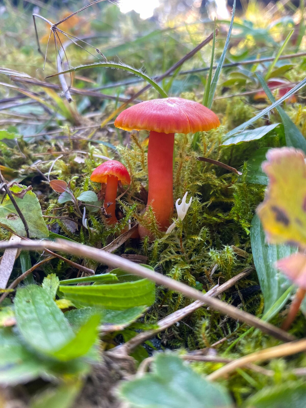Lúčnica šarlátová - Hygrocybe coccinea.