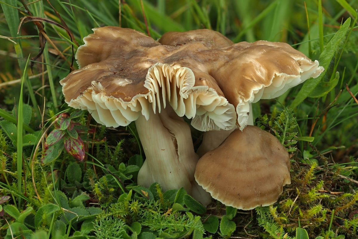 Lúčnica sivohnedá - Neohygrocybe pseudoingrata