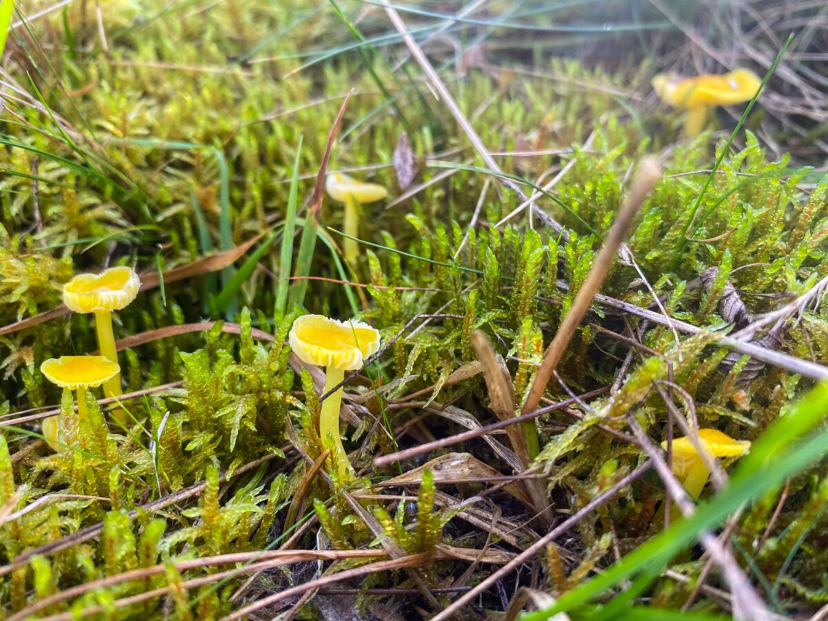 Lúčnica vosková - Hygrocybe ceracea.