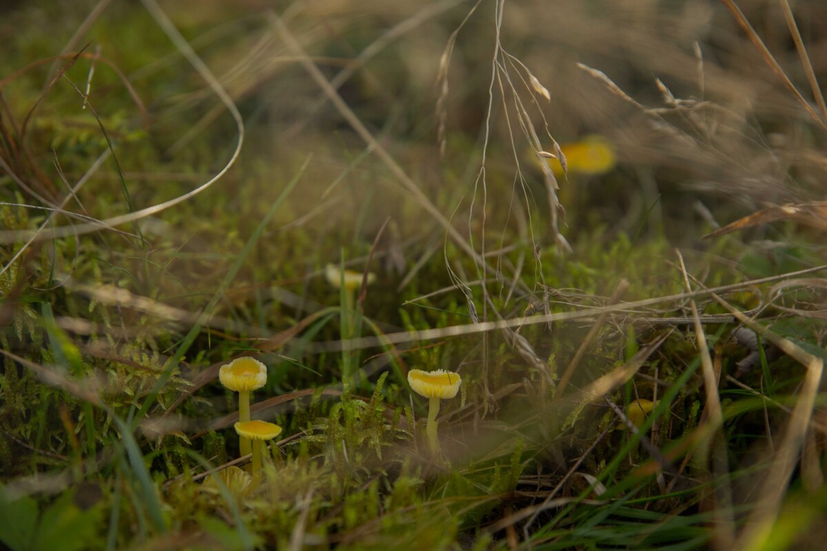 Lúčnica vosková - Hygrocybe ceracea.