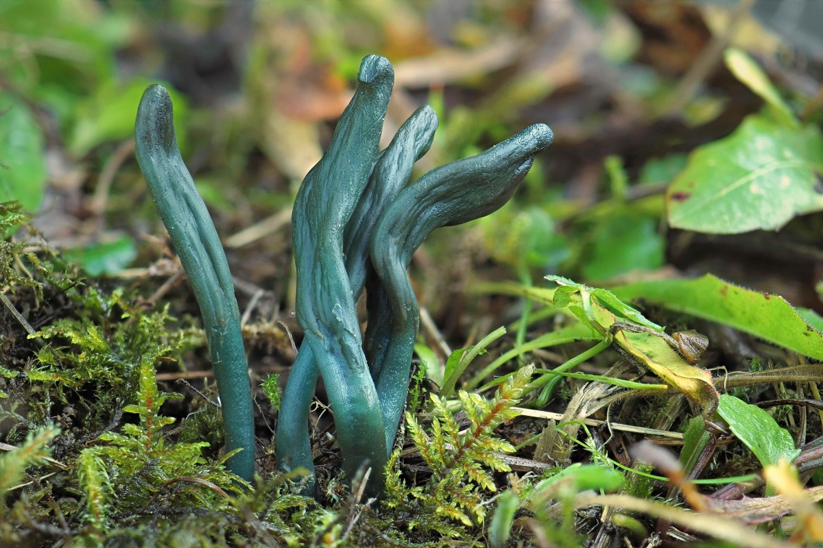 Microglossum pratense