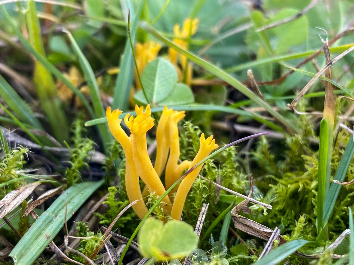 Pakonárovka parôžkovitá - Clavulinopsis corniculata.
