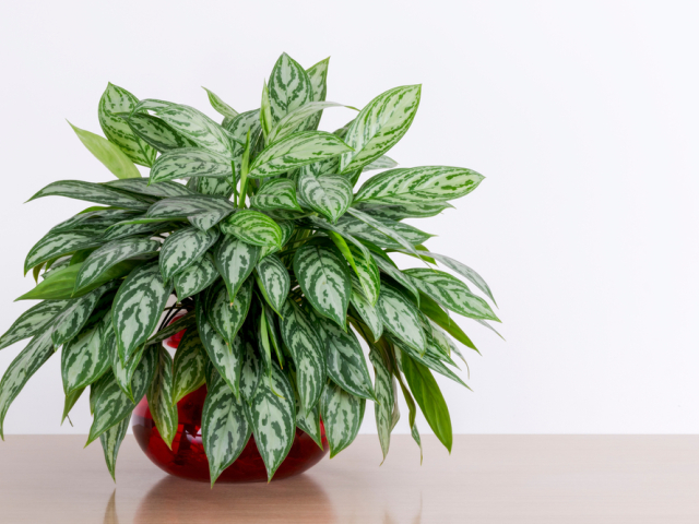 Aglaonema
