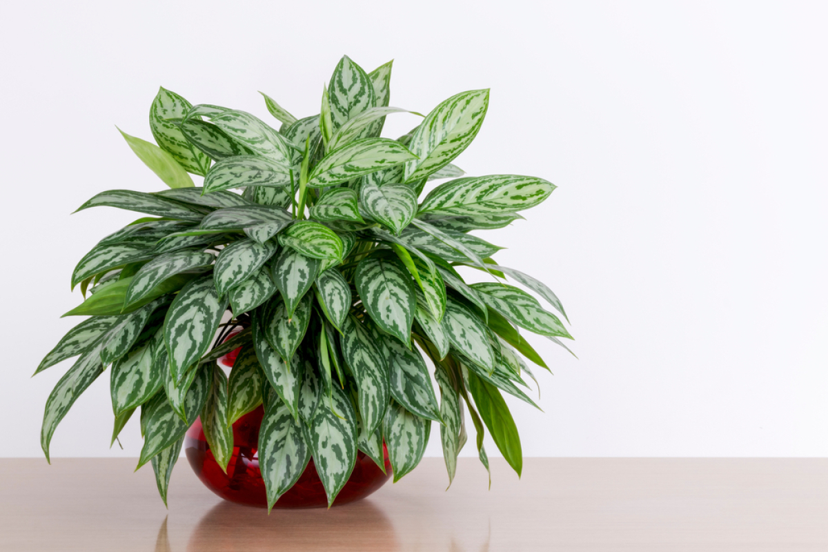 aglaonema