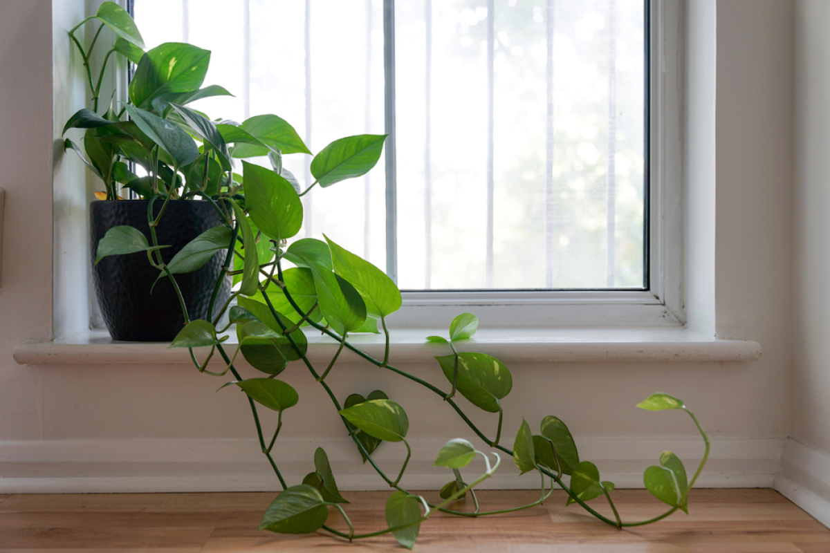 filodendron