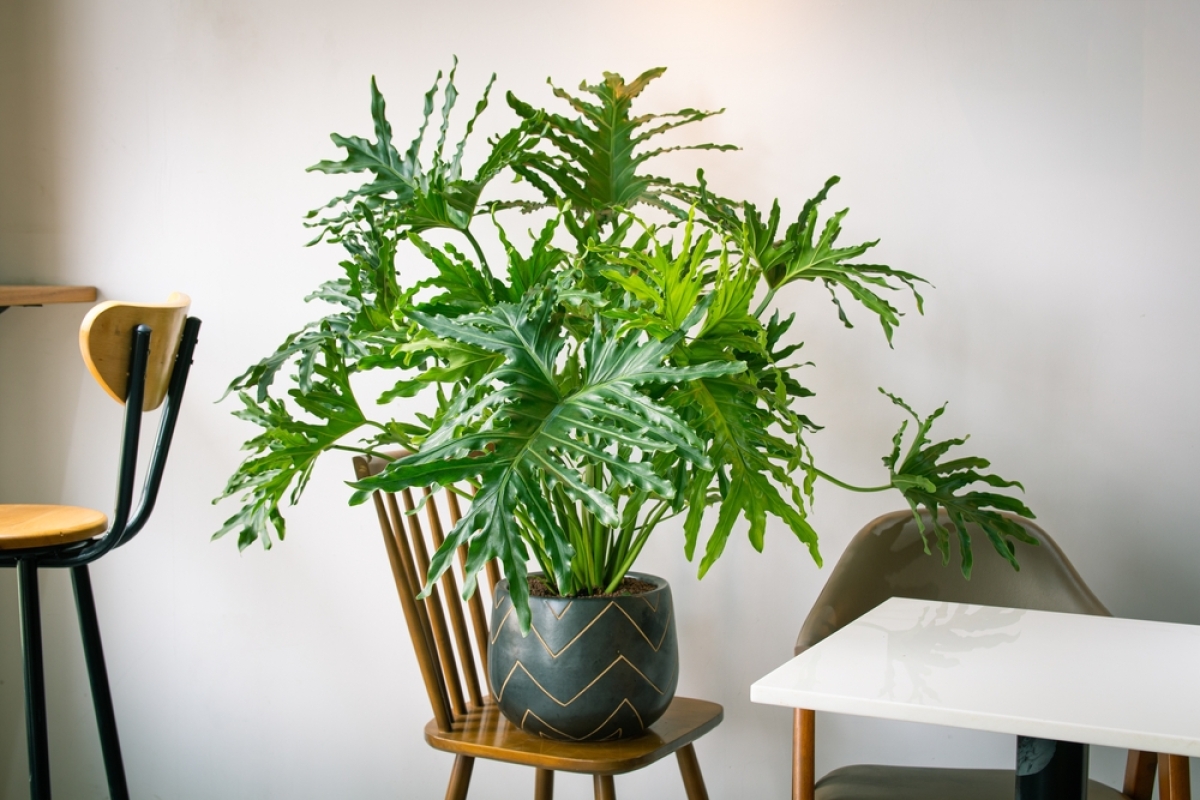 filodendron