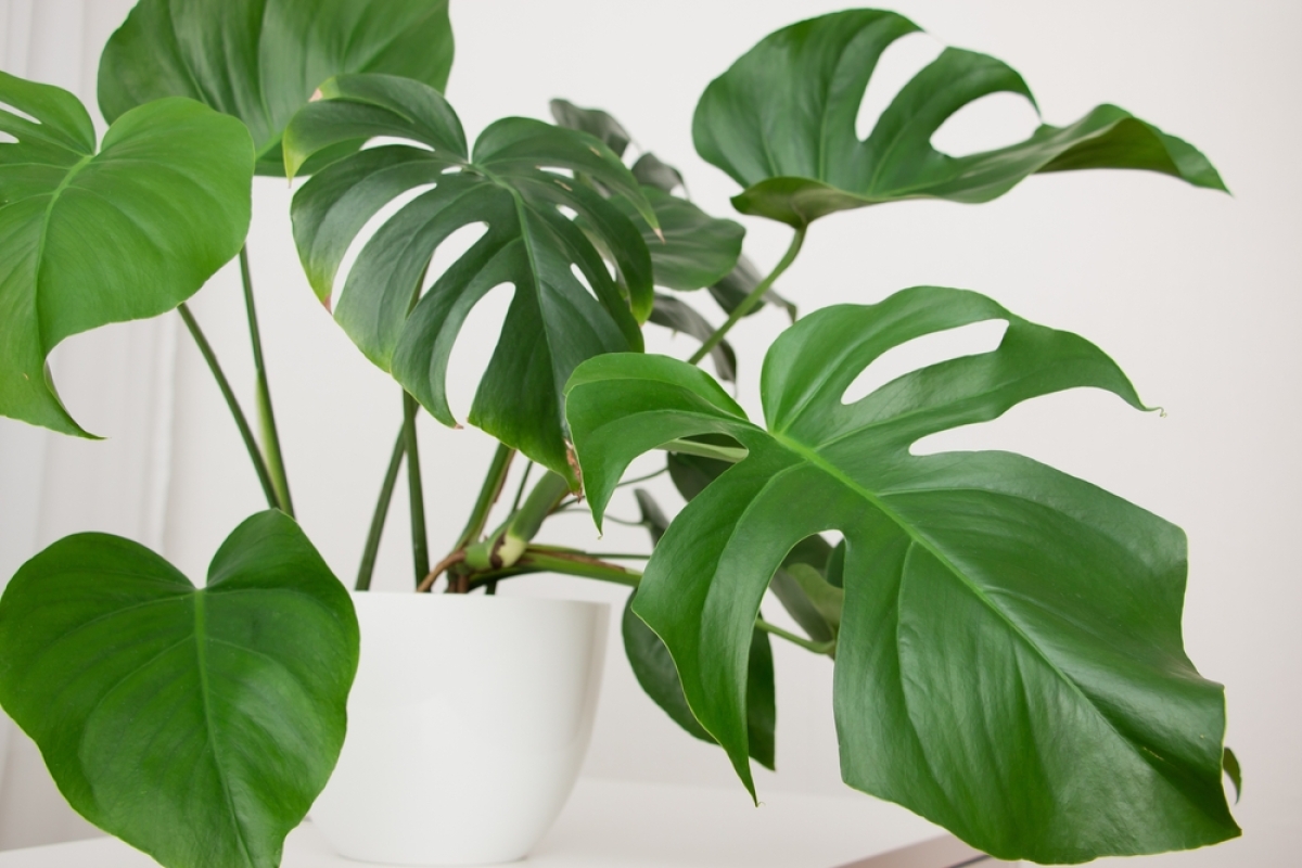monstera