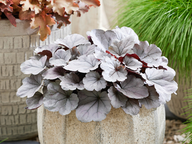 Heuchera ‘Silverberry’