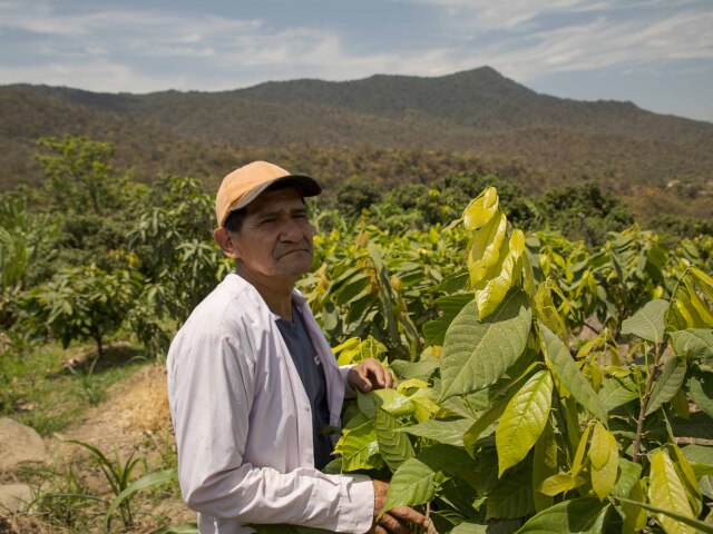 peru, kakao