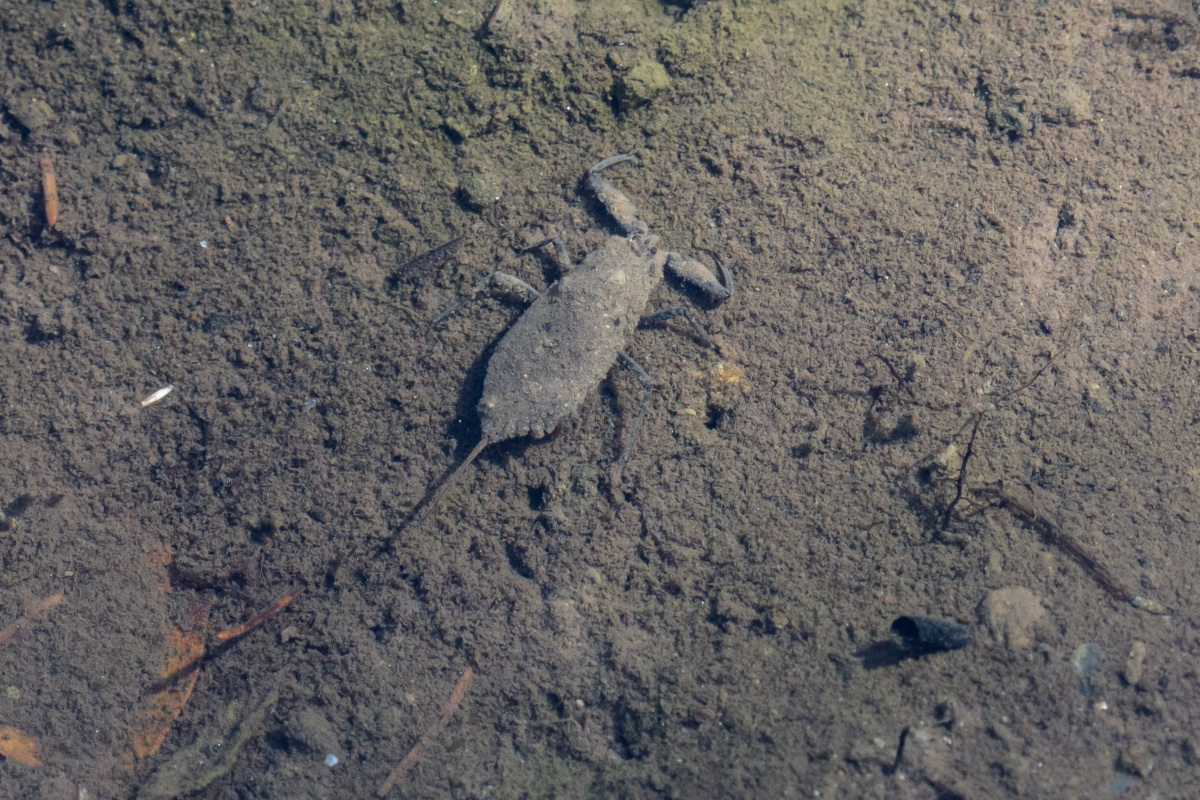 splostula bahenna