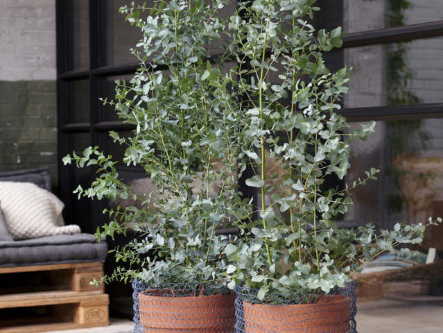 Eukalyptus Gunov