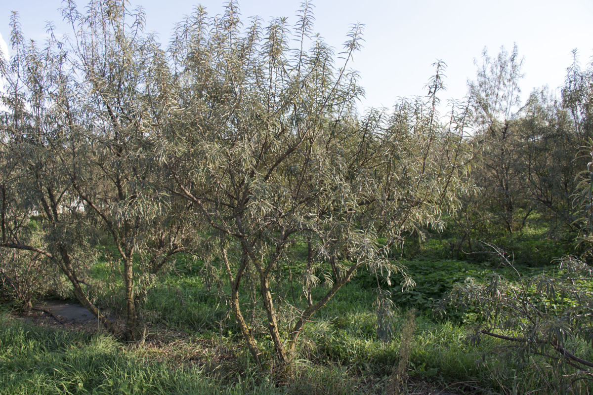 farma beckov