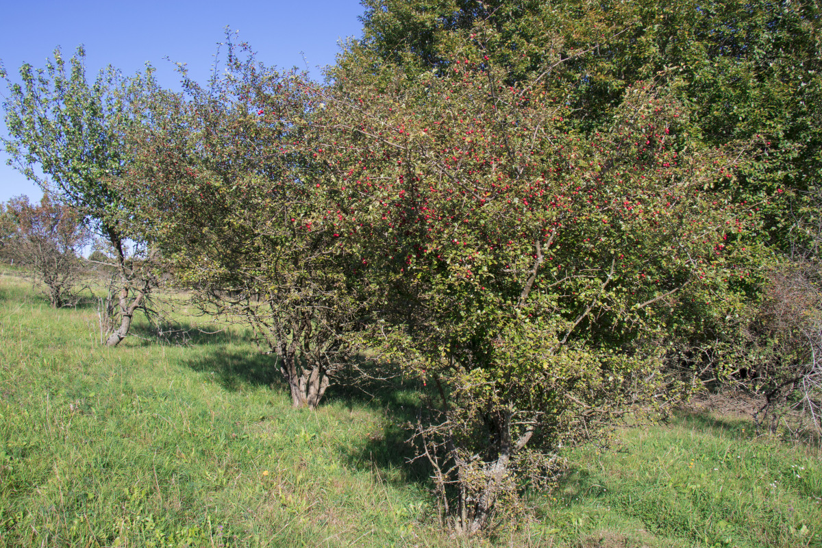 kozia farma vlci vrch