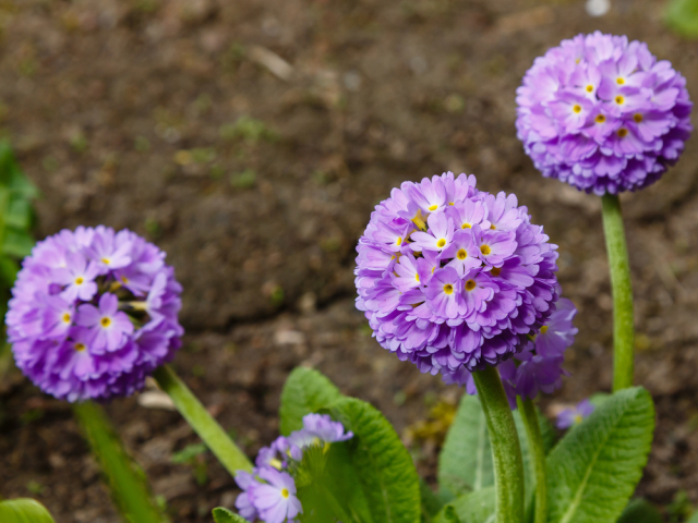 Primula denticulata, prvosienka