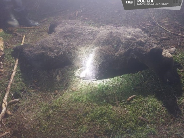 medveď