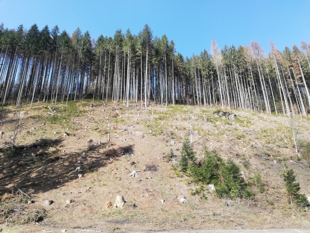 kalamita, lykožrút, Čierny Balog