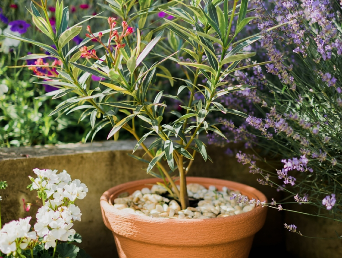 oleander