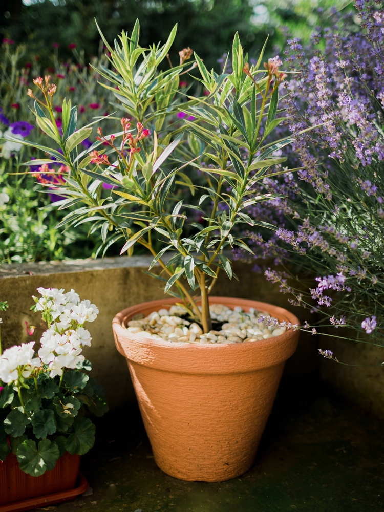 oleander
