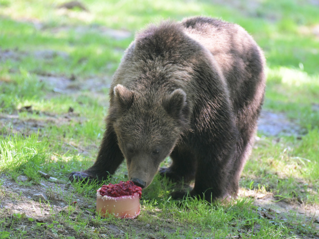 Košice ZOO horúčavy medveď