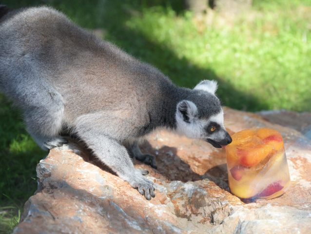 SR Košice ZOO horúčavy zvieratá osvieženie KEX