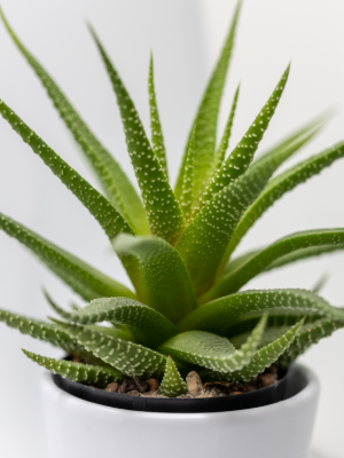 havortia