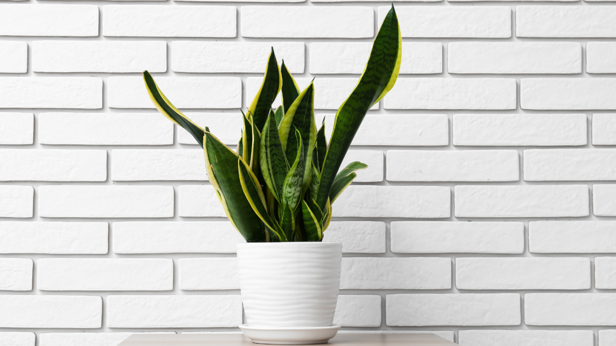 sansevieria trojpása