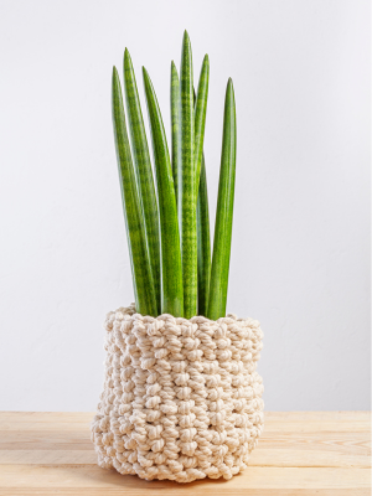 sansevieria valcovitá