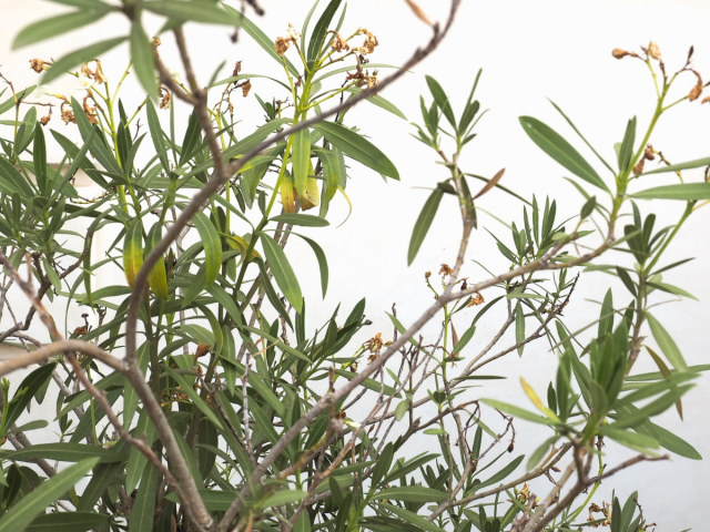 oleander, žlté listy, žltnutie