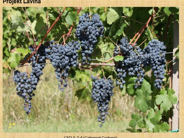 Projekt Lavina