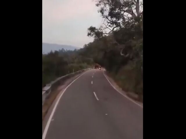 india, slon, napadnutie, skúter, zabil