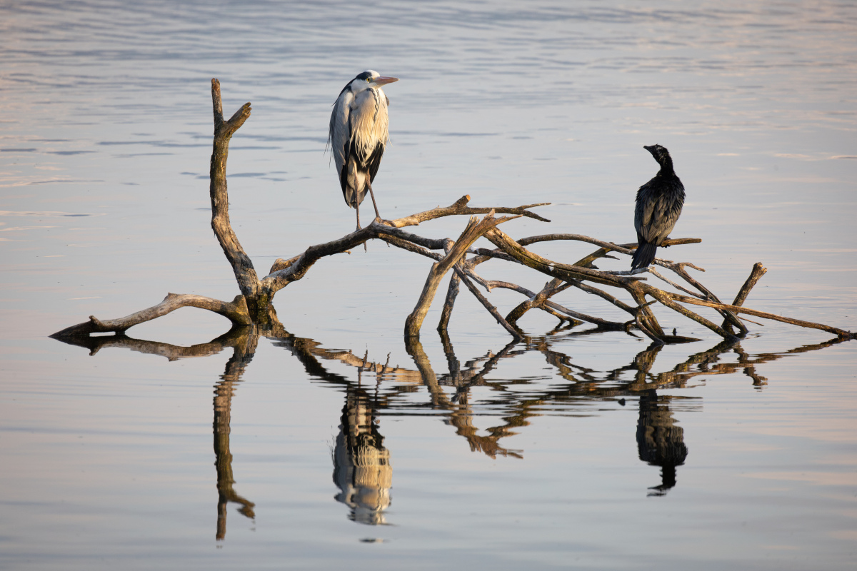 volavka popolava, kormoran velky, ioannina, grecko