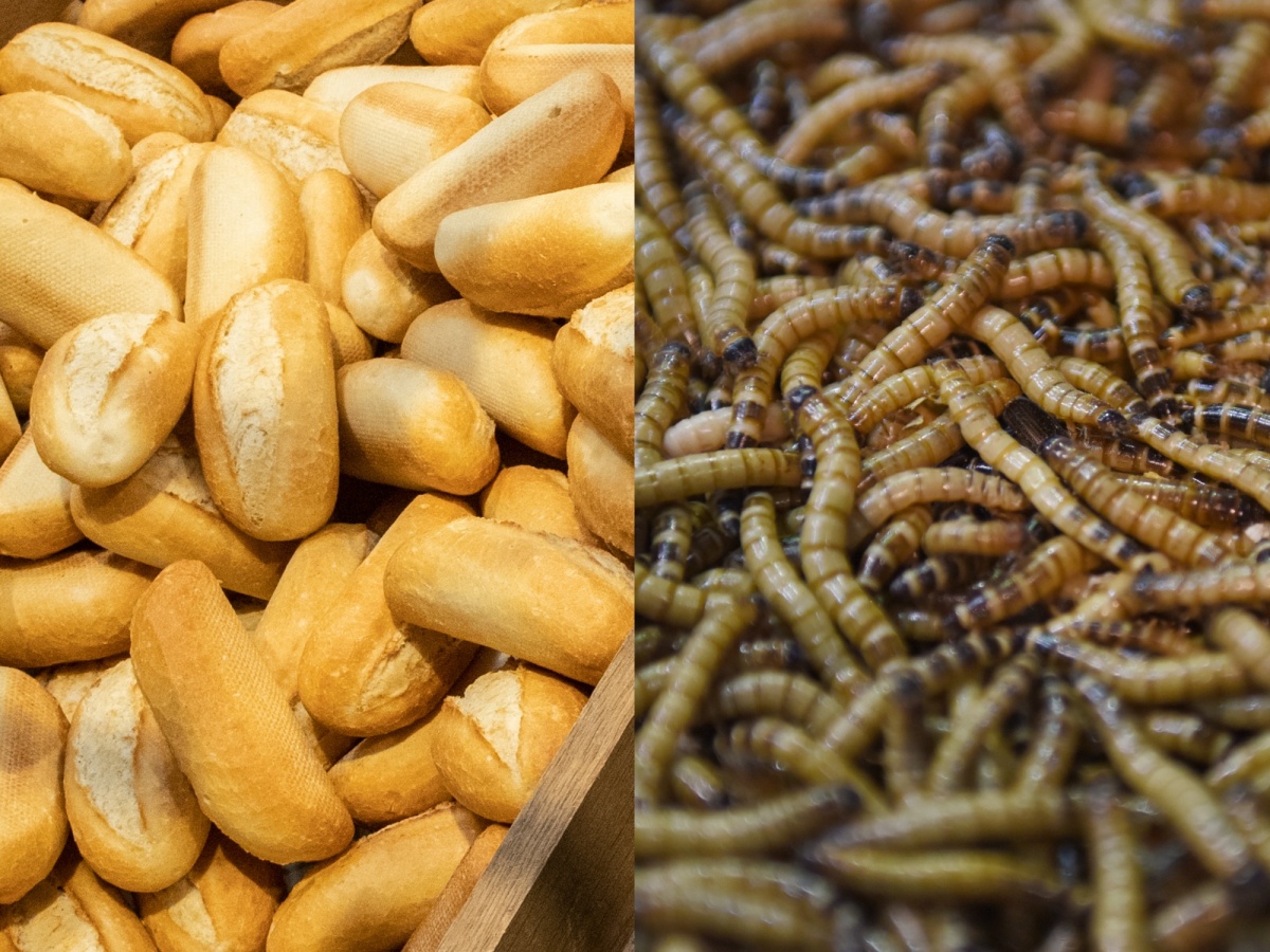 pečivo, larvy, červy