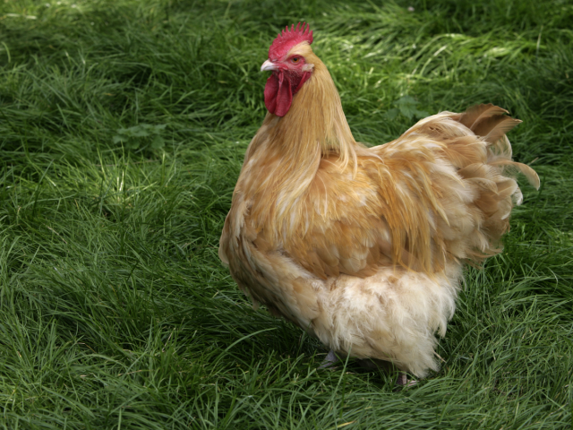 Orpingtonka (Buff Orpington)