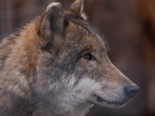 vlk, canis lupus