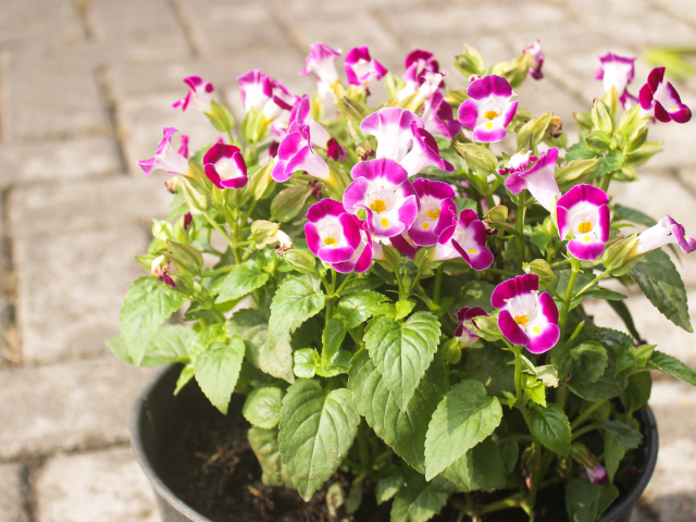 torenia